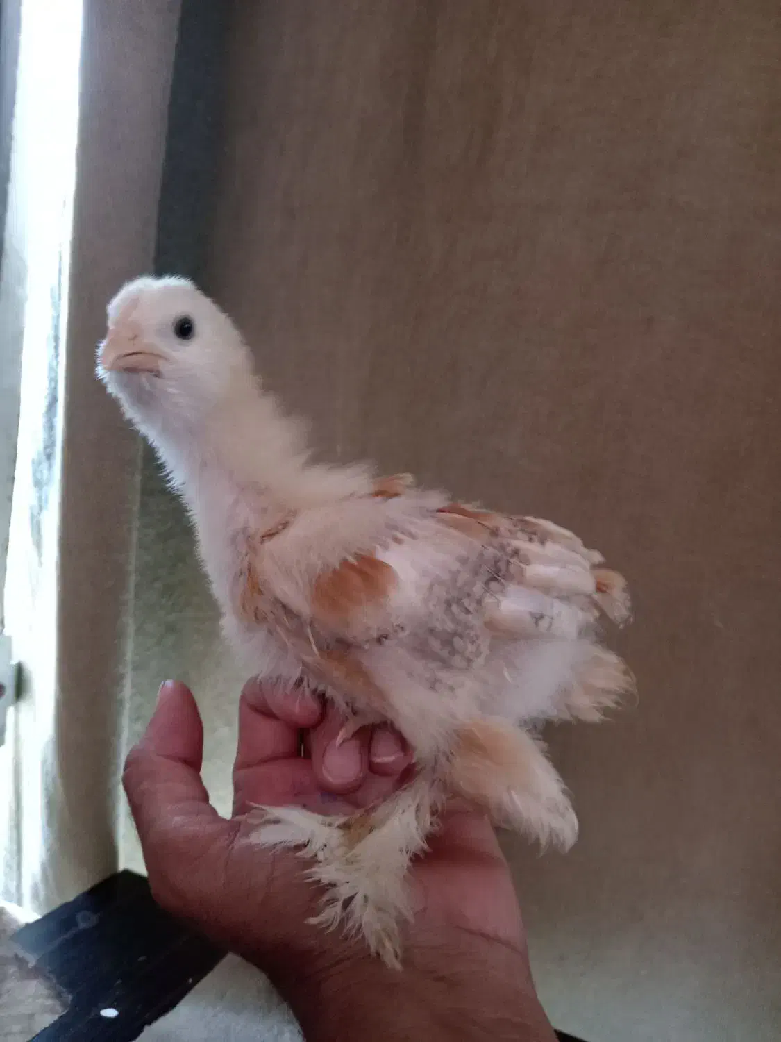 فروش جوجه برهما ودیلگونی|حیوانات مزرعه|دهدشت, |دیوار