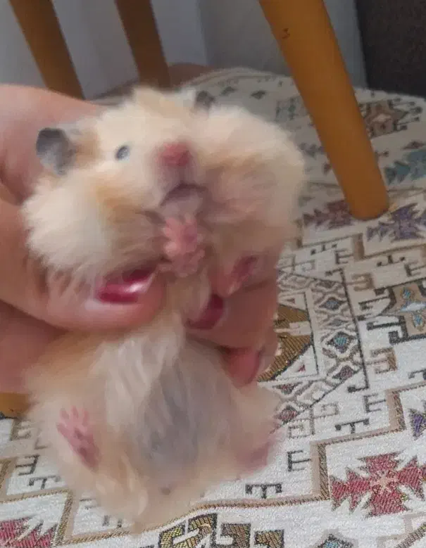 همستر سوری زیبا کرم رنگ فروش فوری|موش و خرگوش|مشهد, نرگس (شهرک غرب)|دیوار