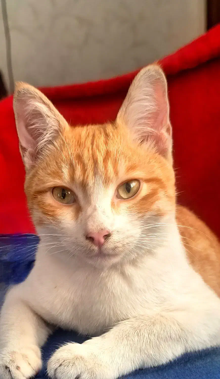 گربه هام گم شدن|حیوانات|رشت, یخسازی|دیوار