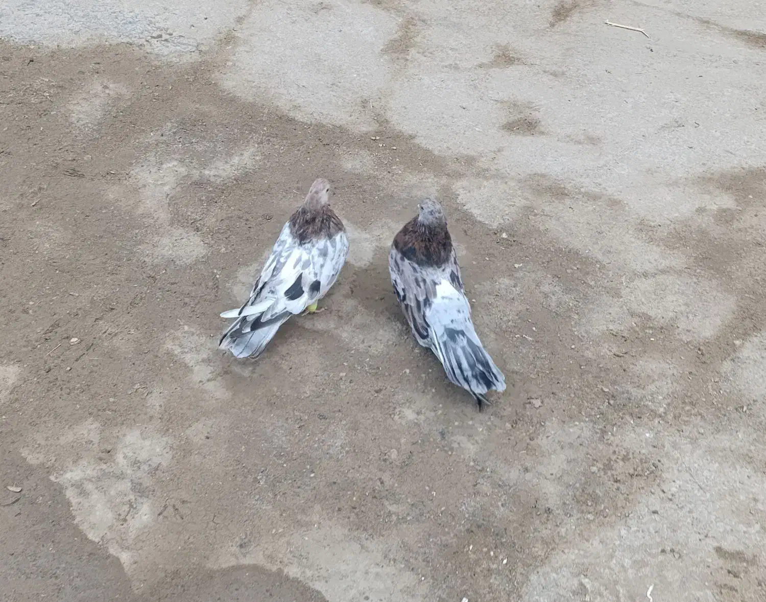 سرور کشیده|پرنده|همدان, |دیوار