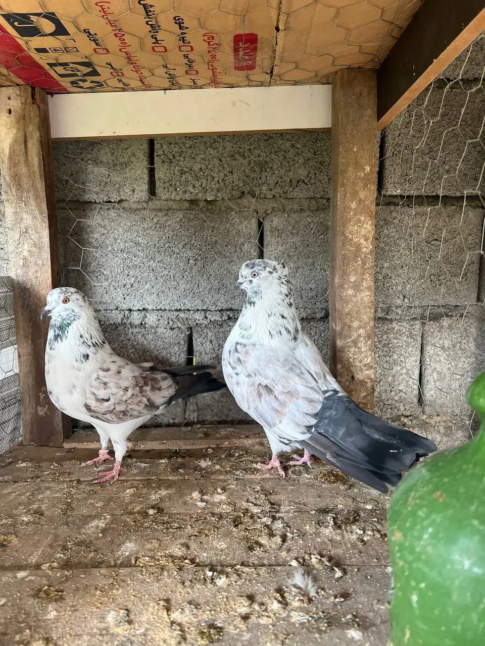 کبوتر پرشی درجه یک|پرنده|بابل, |دیوار