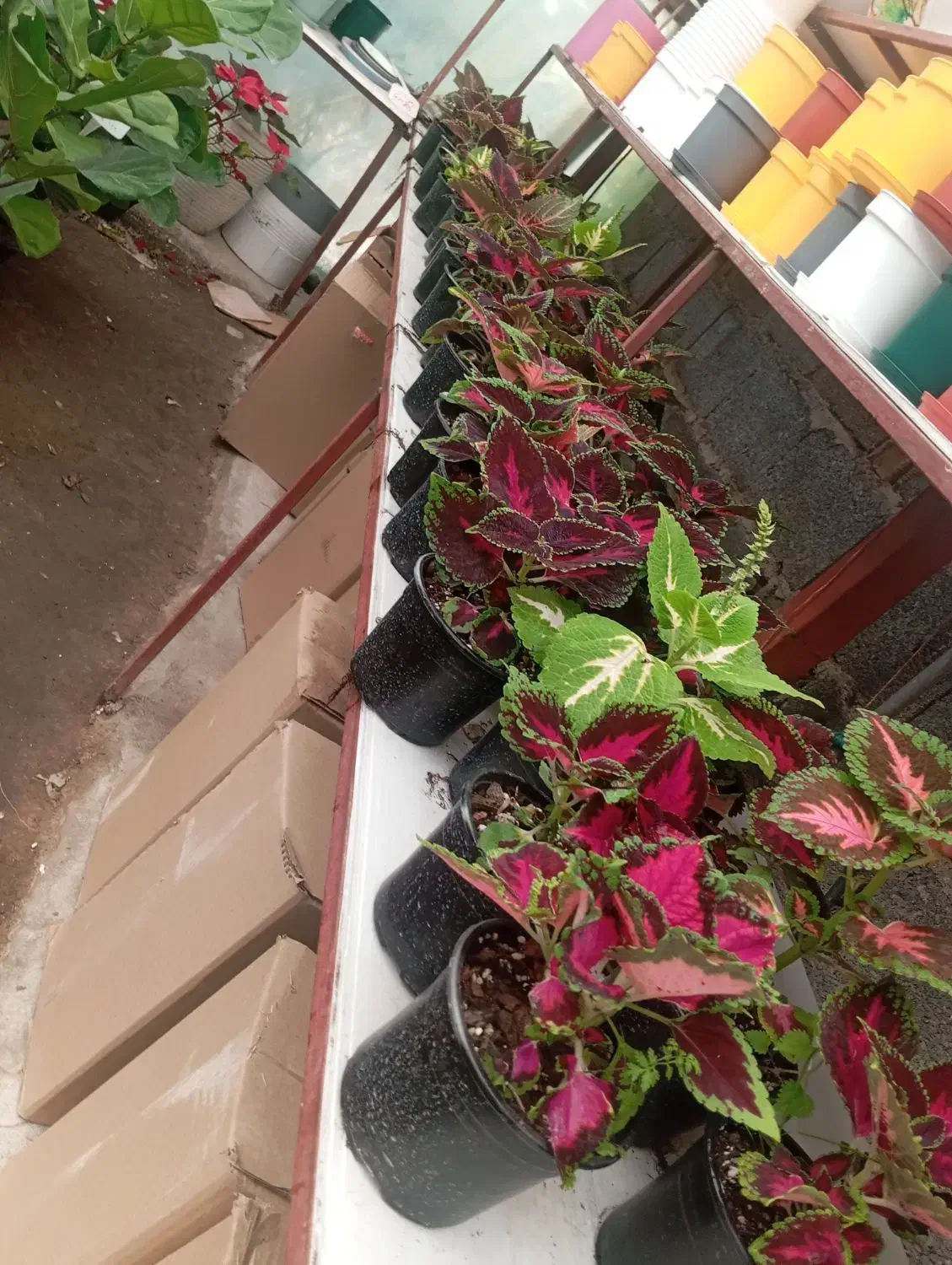 حسن یوسف|گل و گیاه طبیعی|رشت, حمیدیان|دیوار