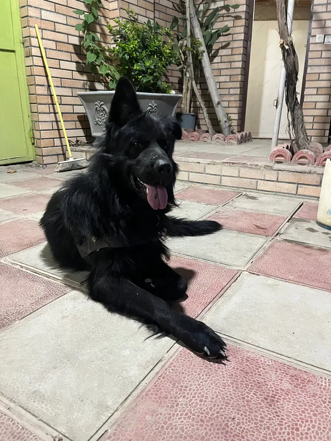 ژرمن شولاین مو بلند|سگ|تهران, بهار|دیوار