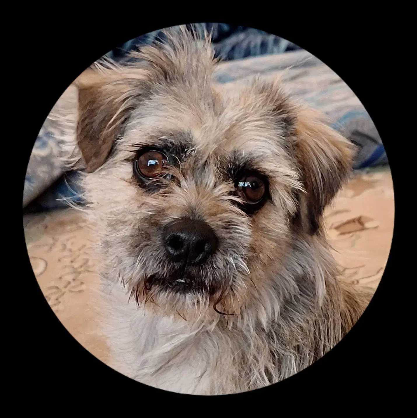 سگ شیتزو نره|سگ|بم, |دیوار