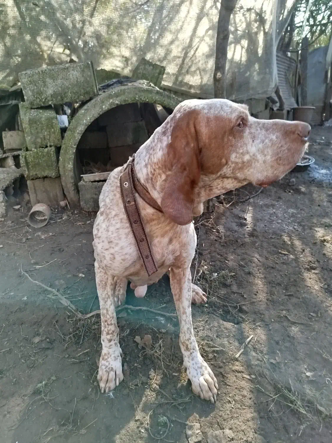 سگ شکاری پوینتر نر|سگ|شلمان, |دیوار