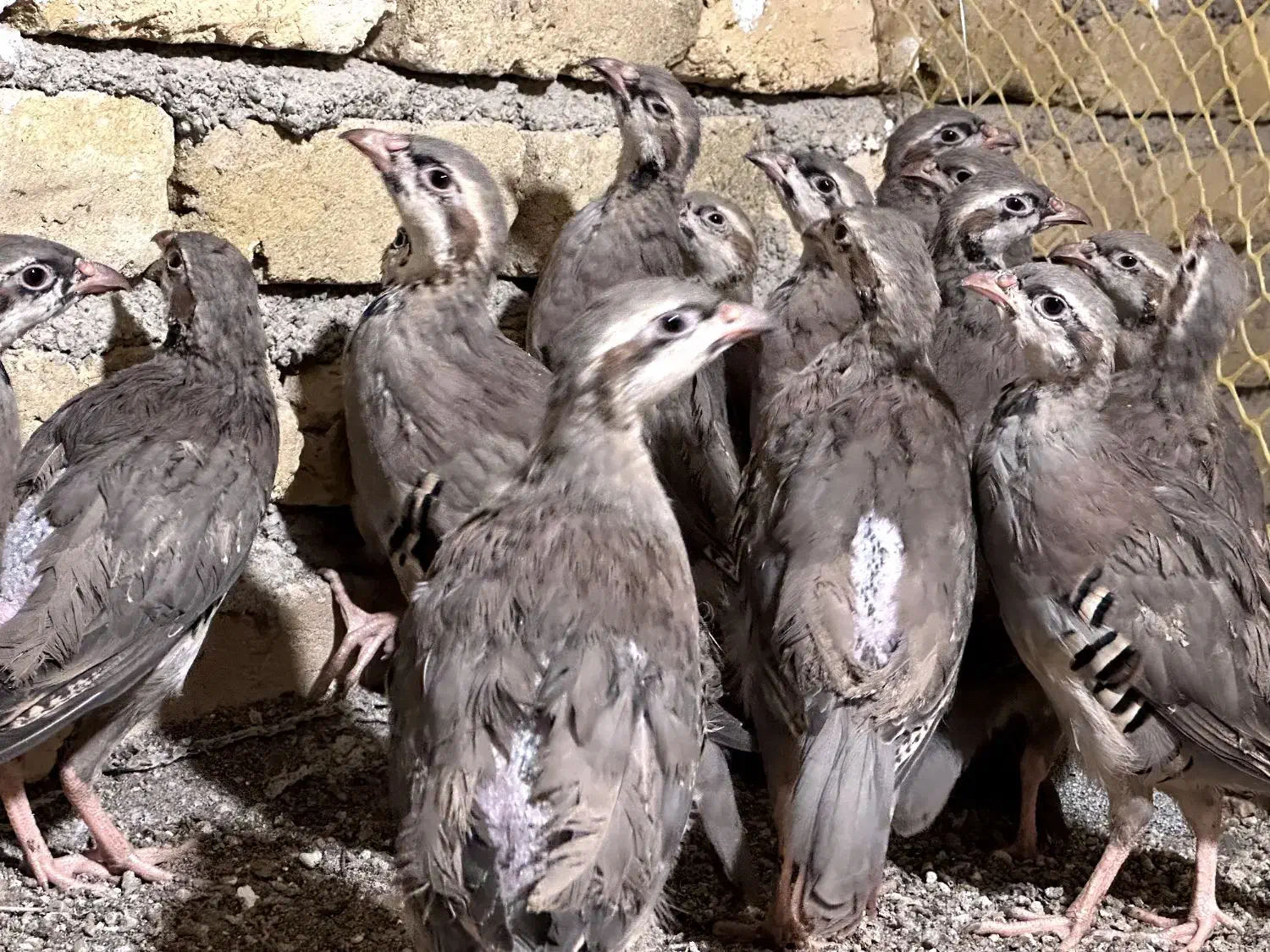 جوجه بلدرچین کوهی|حیوانات مزرعه|نظرآباد, شهرک سید جمال الدین|دیوار