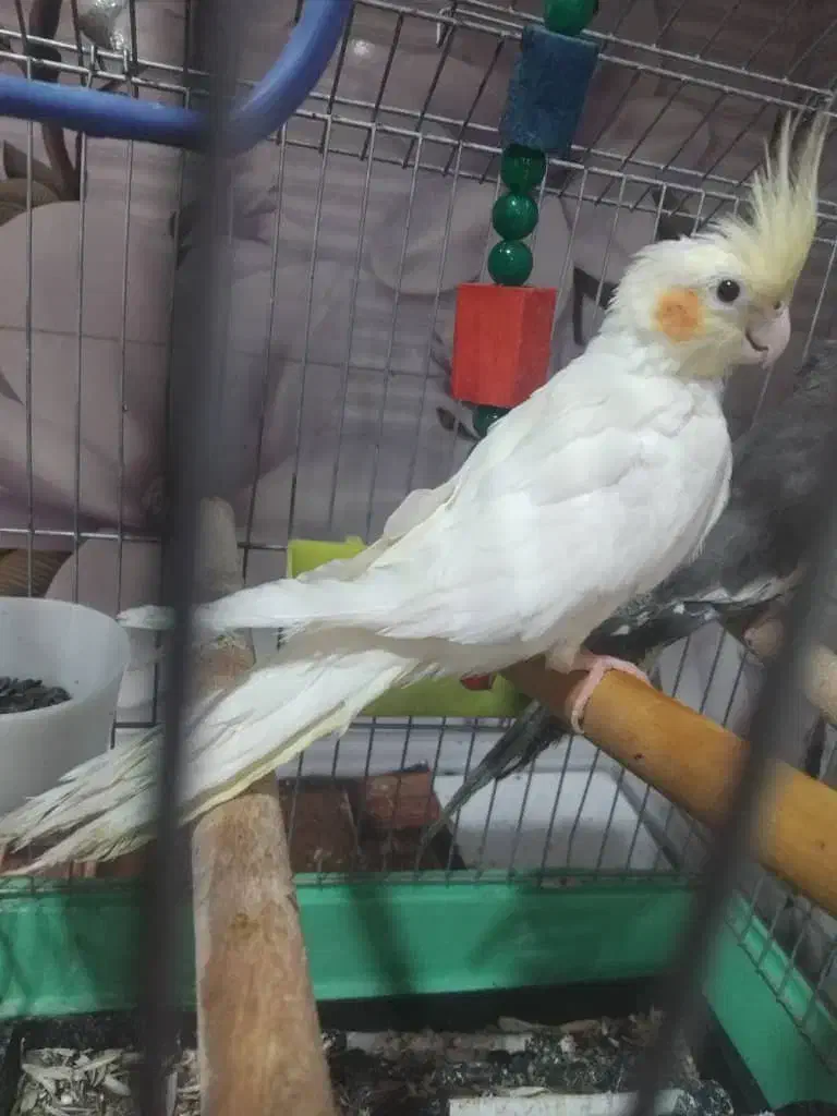 دو عدد عروس هلندی. نر. و ماده.|پرنده|شوشتر, |دیوار