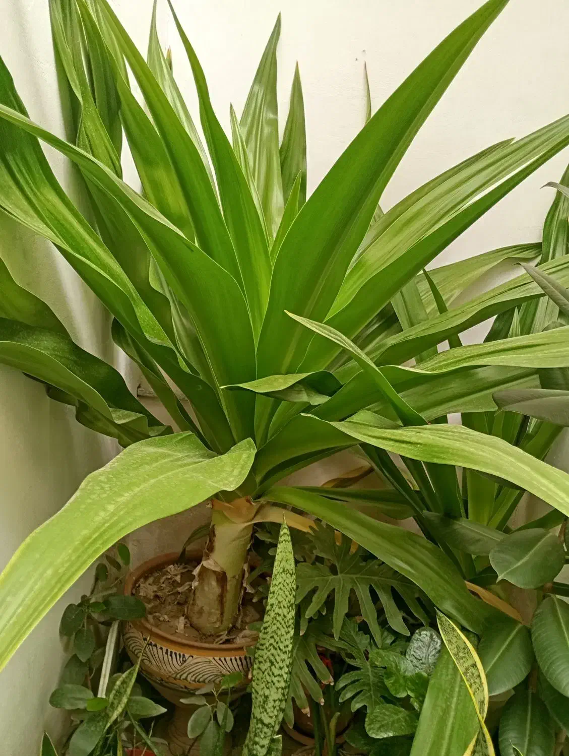 فروش گل طبیعی|گل و گیاه طبیعی|قهدریجان, |دیوار