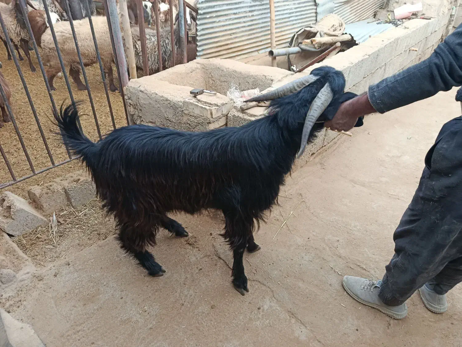 بزغاله|حیوانات مزرعه|نجفآباد, جلال آباد|دیوار