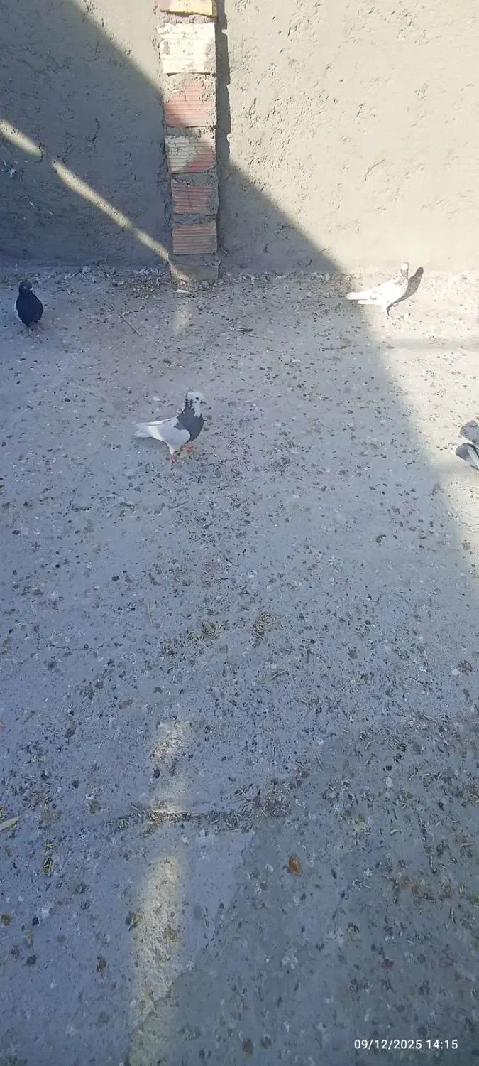 یه ماده طوقی خوشکل|پرنده|زابل, |دیوار