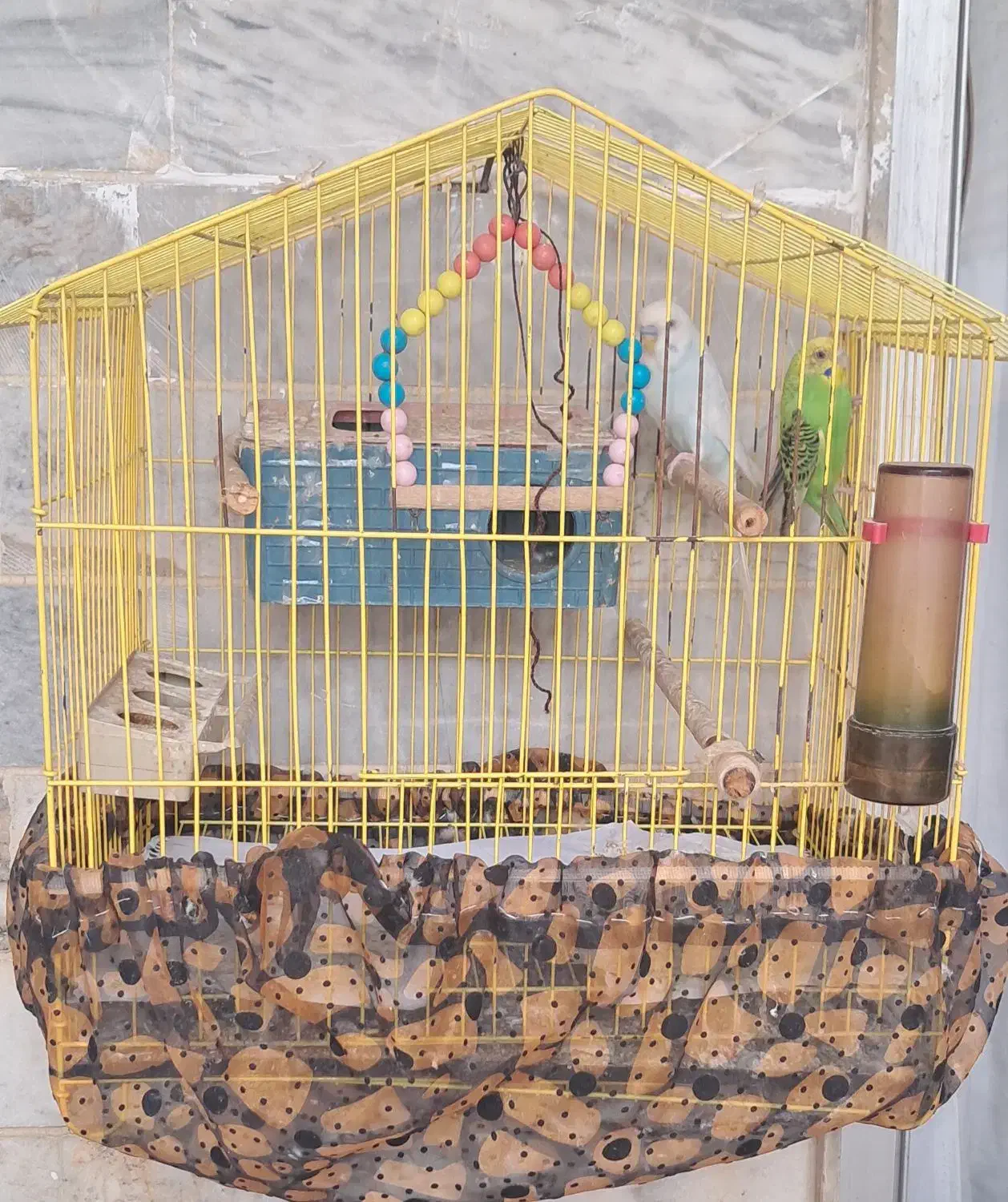 یک جفت مرغ عشق تخم گذار|پرنده|رشت, سلیمانداراب|دیوار