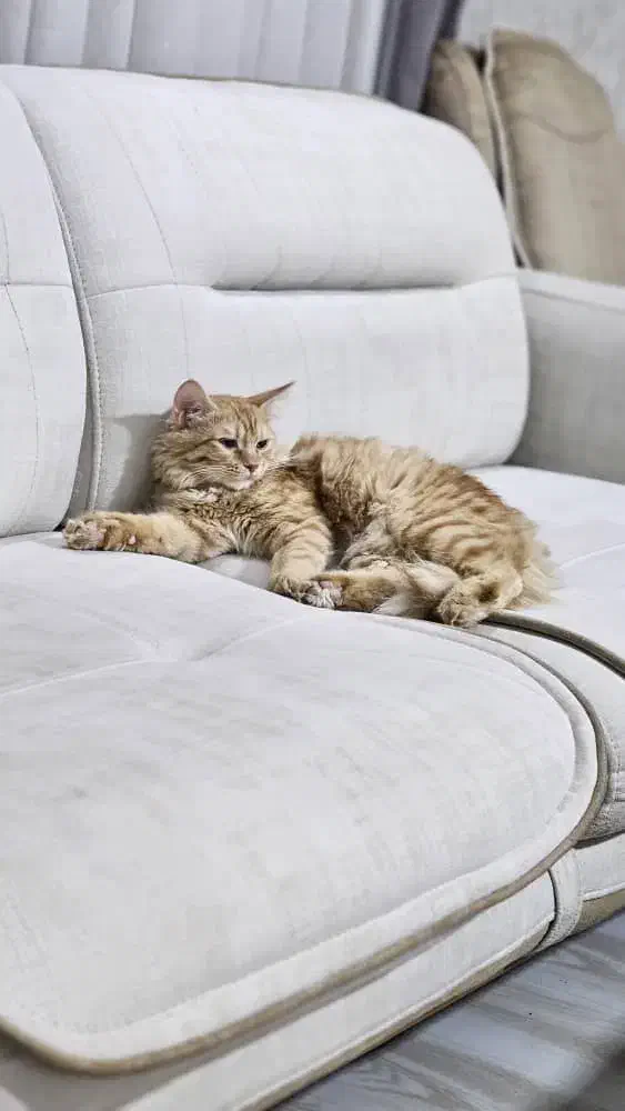 گربه dlh|گربه|تفت, |دیوار