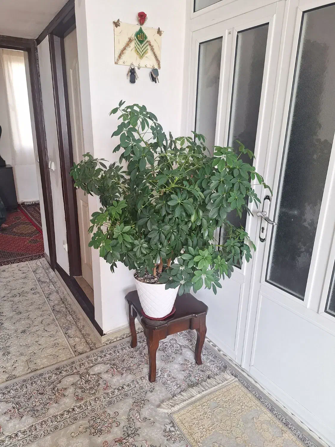 گل طبیعی و گلدان|گل و گیاه طبیعی|جوانرود, |دیوار