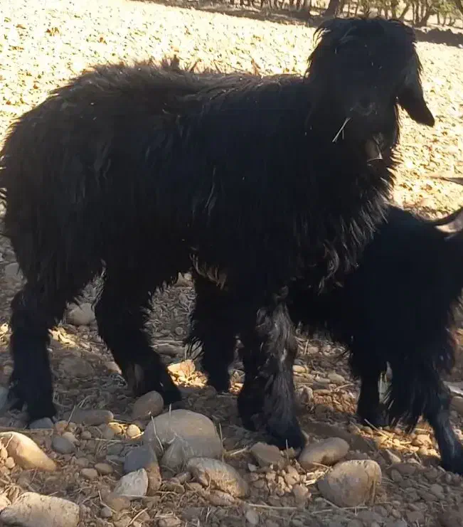 دوتا شیشک دو قلو گون کرده معاوضه با بز یا نقدی|حیوانات مزرعه|بازفت, |دیوار