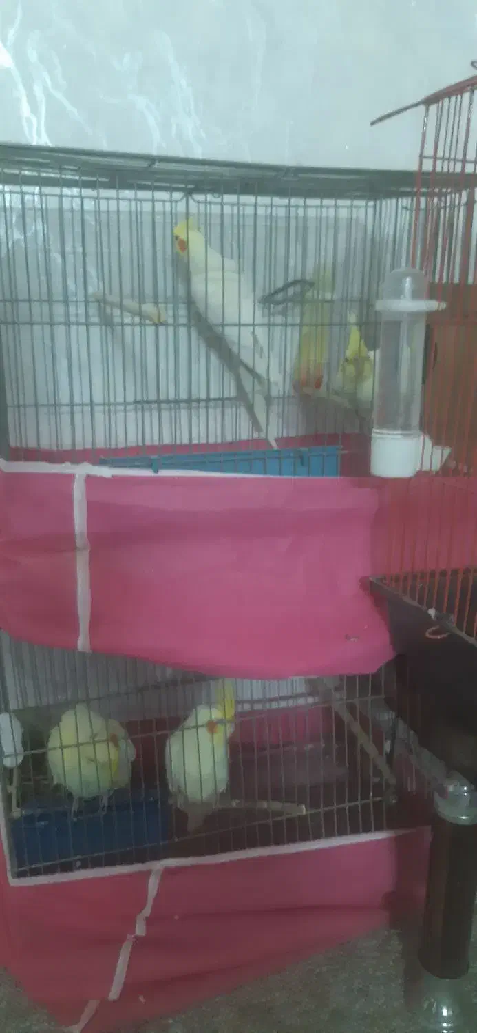 دوجفت عروس خوشکل وسرحال وآماده تخم جوجه دادن|پرنده|ابریشم, |دیوار