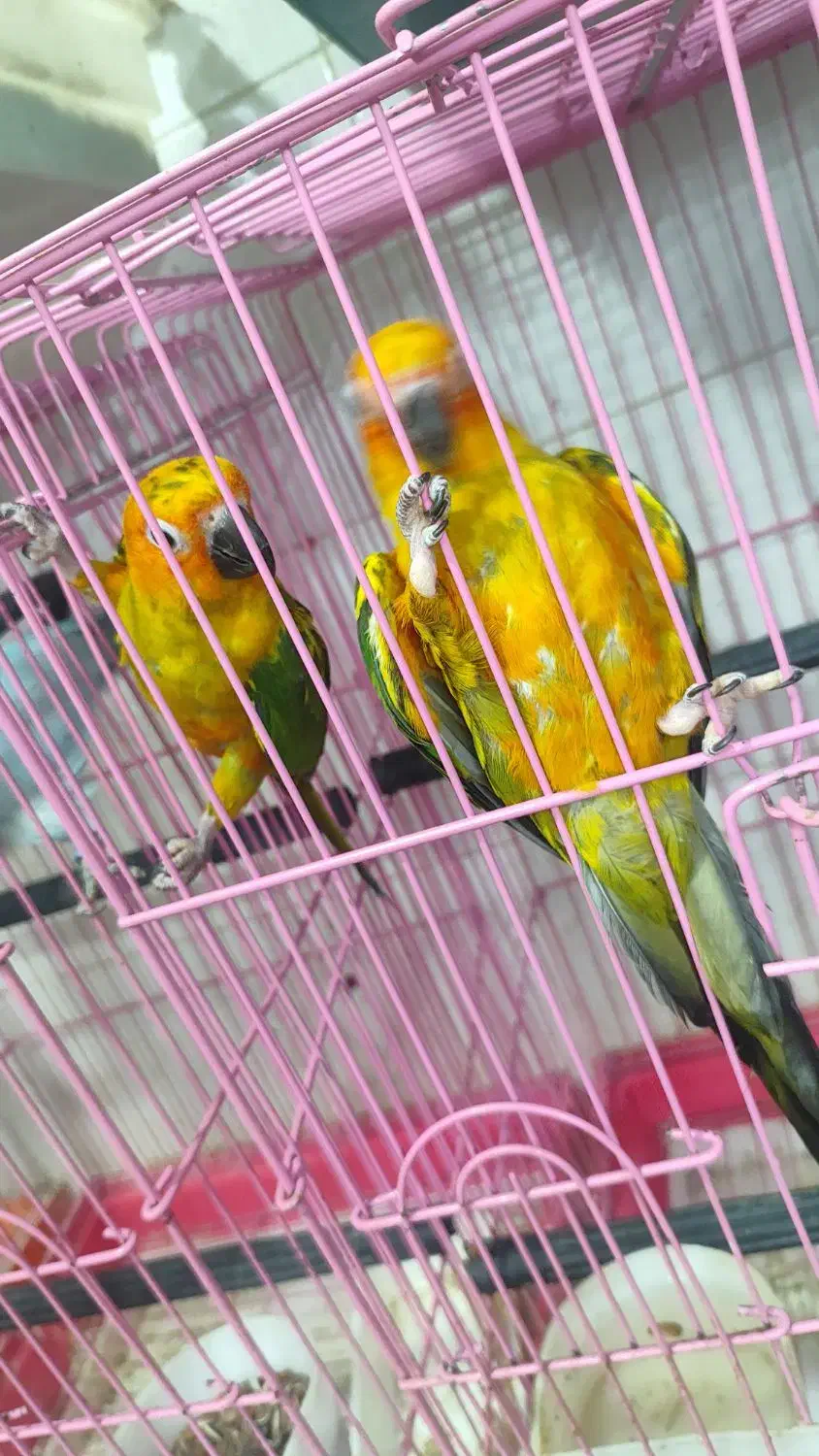 ۴ جفت جوان حلقه پا مجموعه|پرنده|ساری, |دیوار