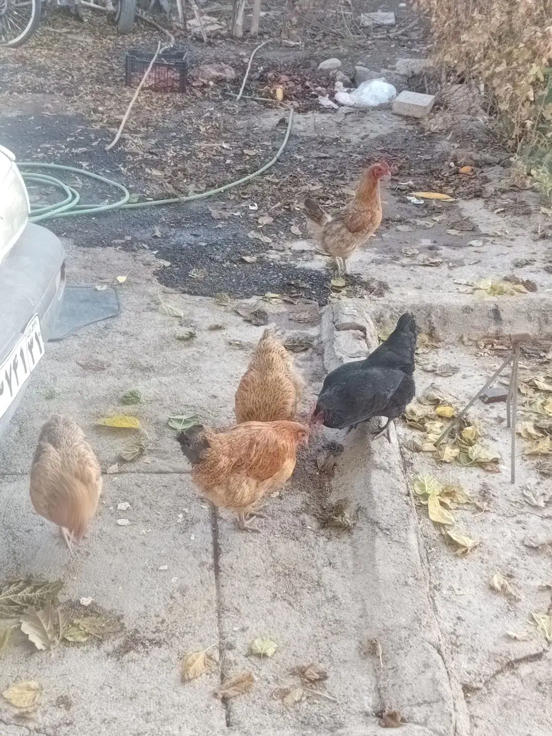 ۵ تا مرغ تخم گذار محلی|حیوانات مزرعه|ویسیان, |دیوار