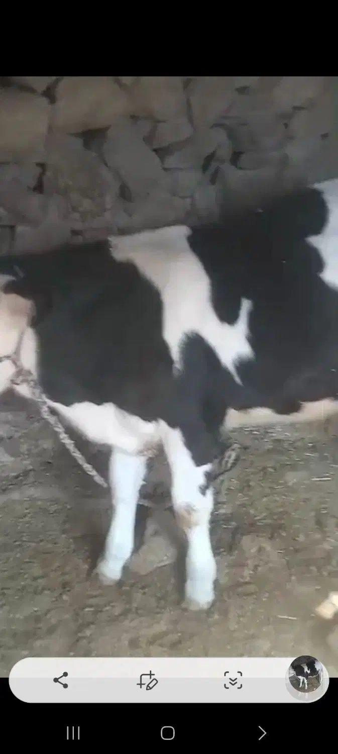 گوساله فروشی|حیوانات مزرعه|بازفت, |دیوار