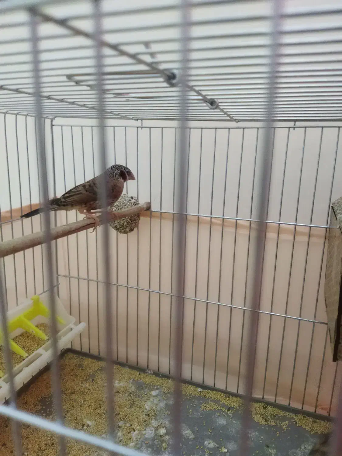 فنچ|پرنده|تهران, جوادیه تهرانپارس|دیوار