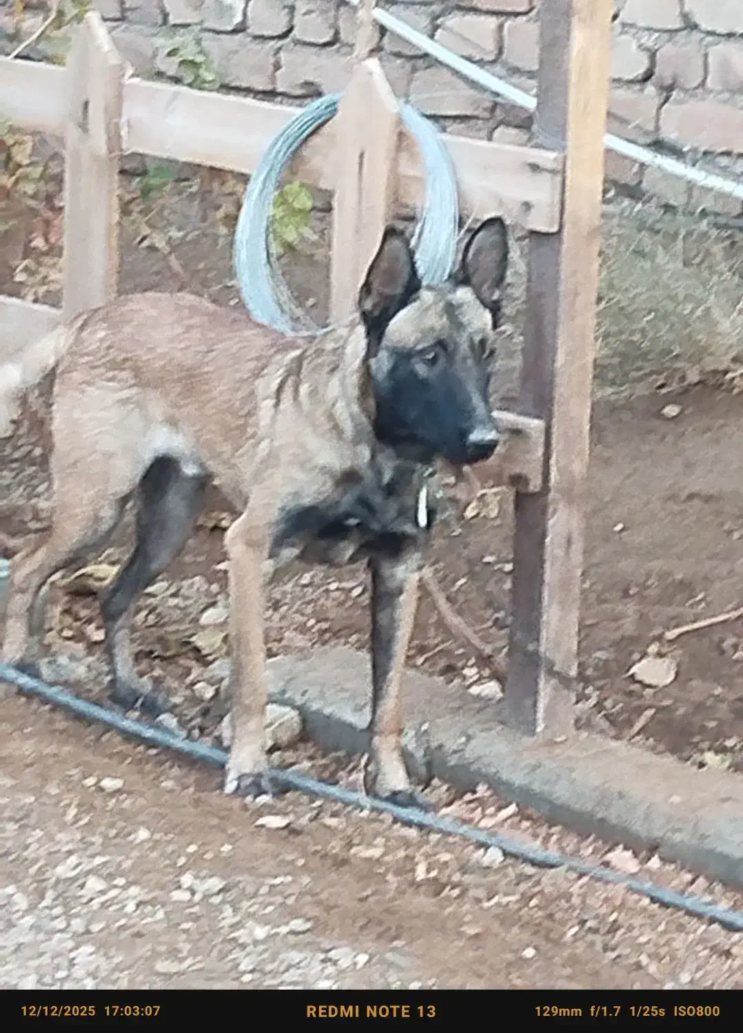 سگ مالینویز|سگ|ساوه, |دیوار