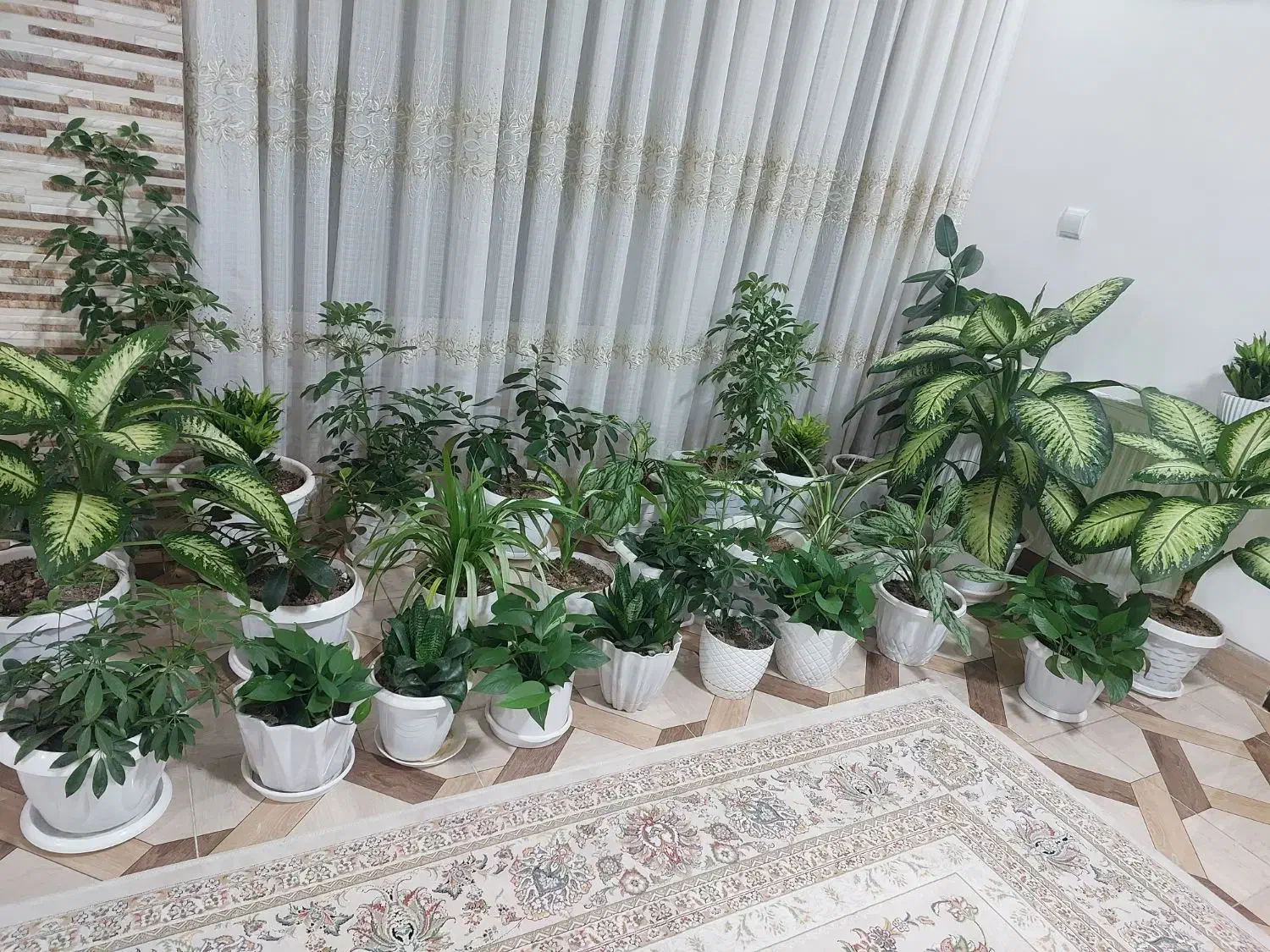 گلهای زیبا با گلدانهای زیبا|گل و گیاه طبیعی|مبارکه, |دیوار