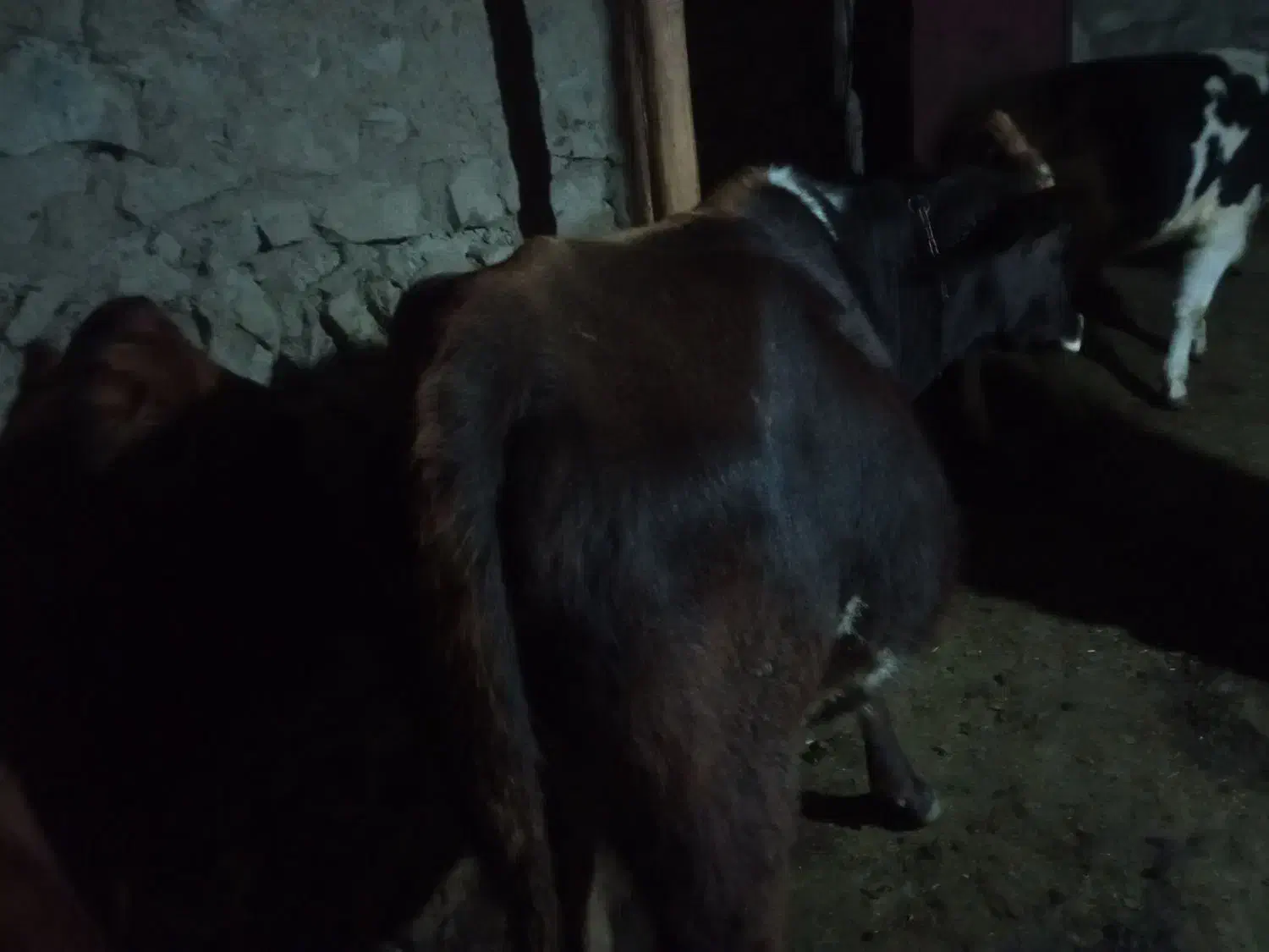 گاو|حیوانات مزرعه|هوراند, |دیوار