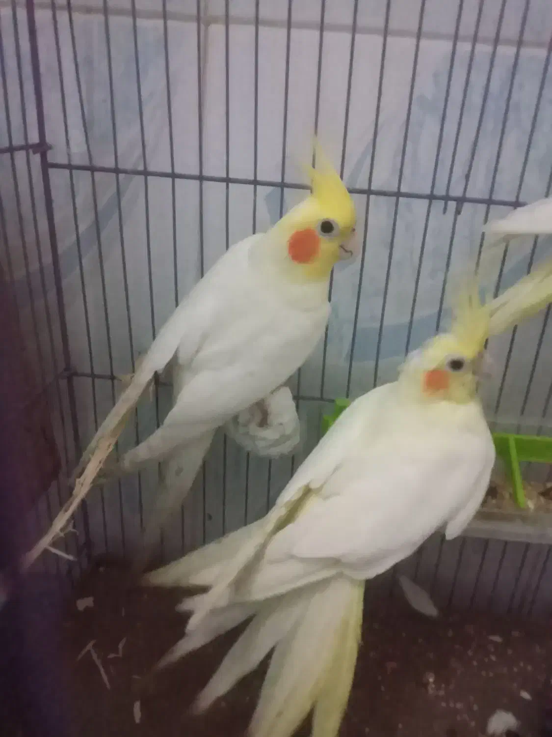 عروس هلندی با یکی از بچه هاش|پرنده|علیآباد کتول, |دیوار