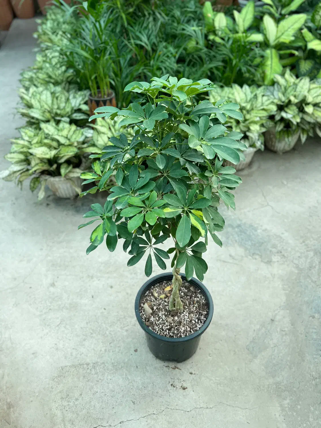 شفلرا بافت،لوکس،برگ پرپشت،نگهداری آسان،قیمت تولیدی|گل و گیاه طبیعی|رشت, بیجارپس|دیوار