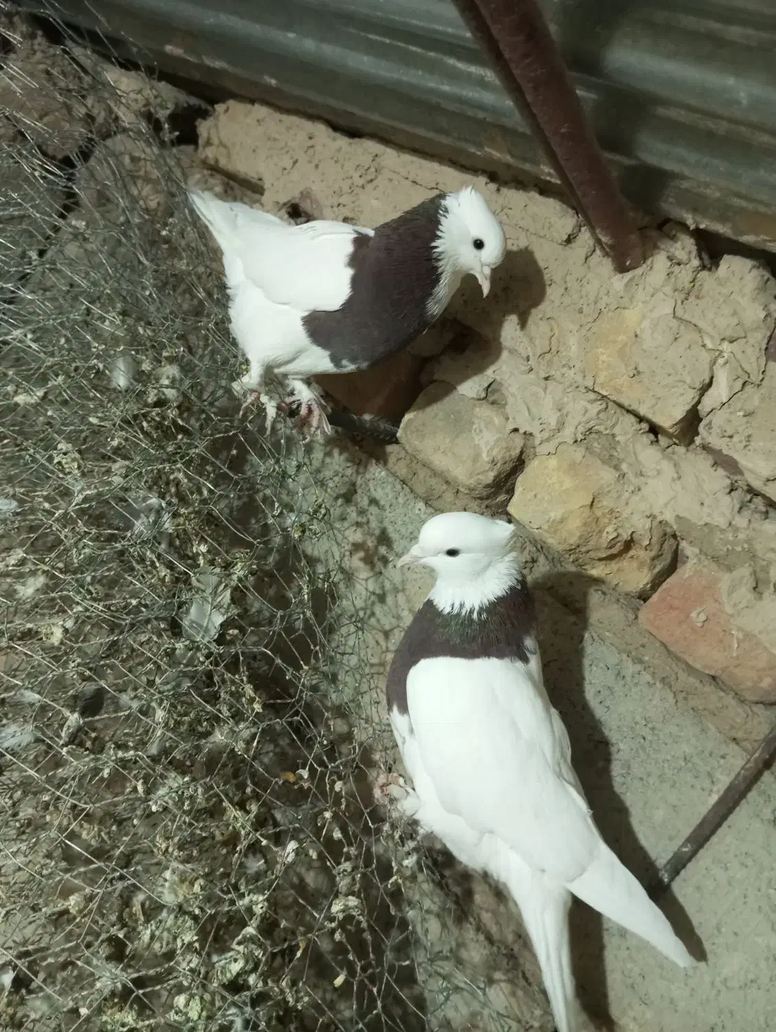 یک جفت کفتر طوقی میزون جوانه|پرنده|بردسکن, |دیوار