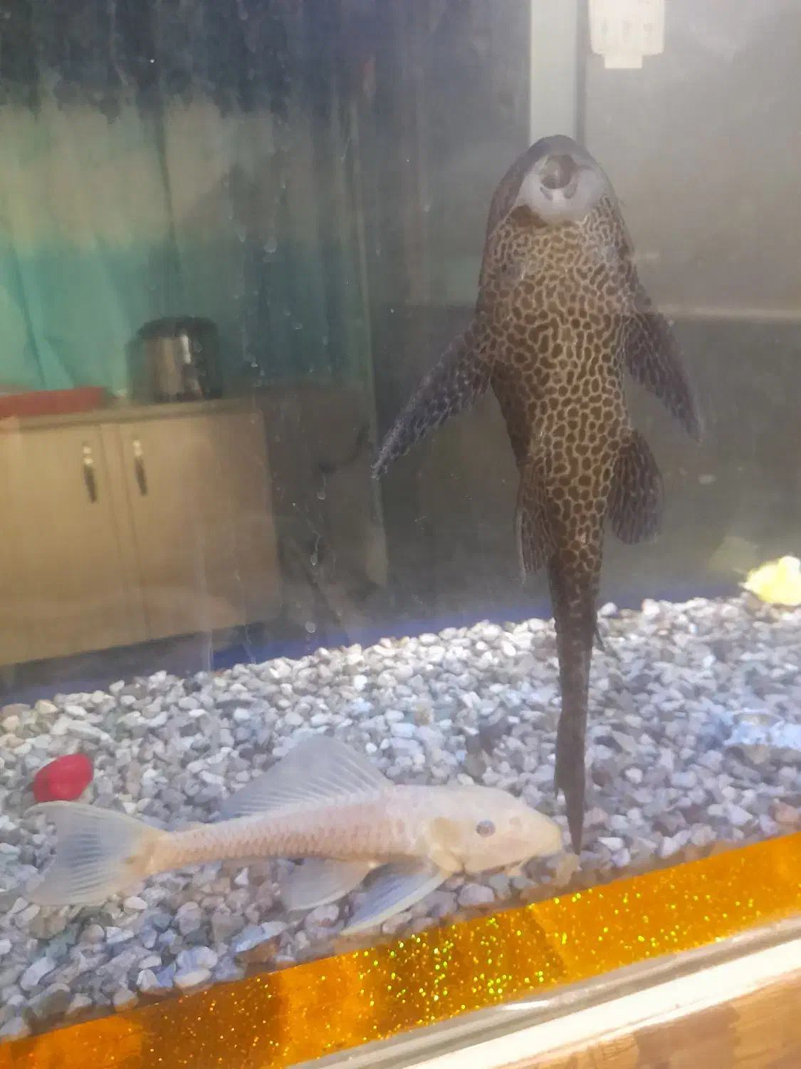 ماهی لجن خوار|ماهی|قم, علی آباد سعدگان|دیوار