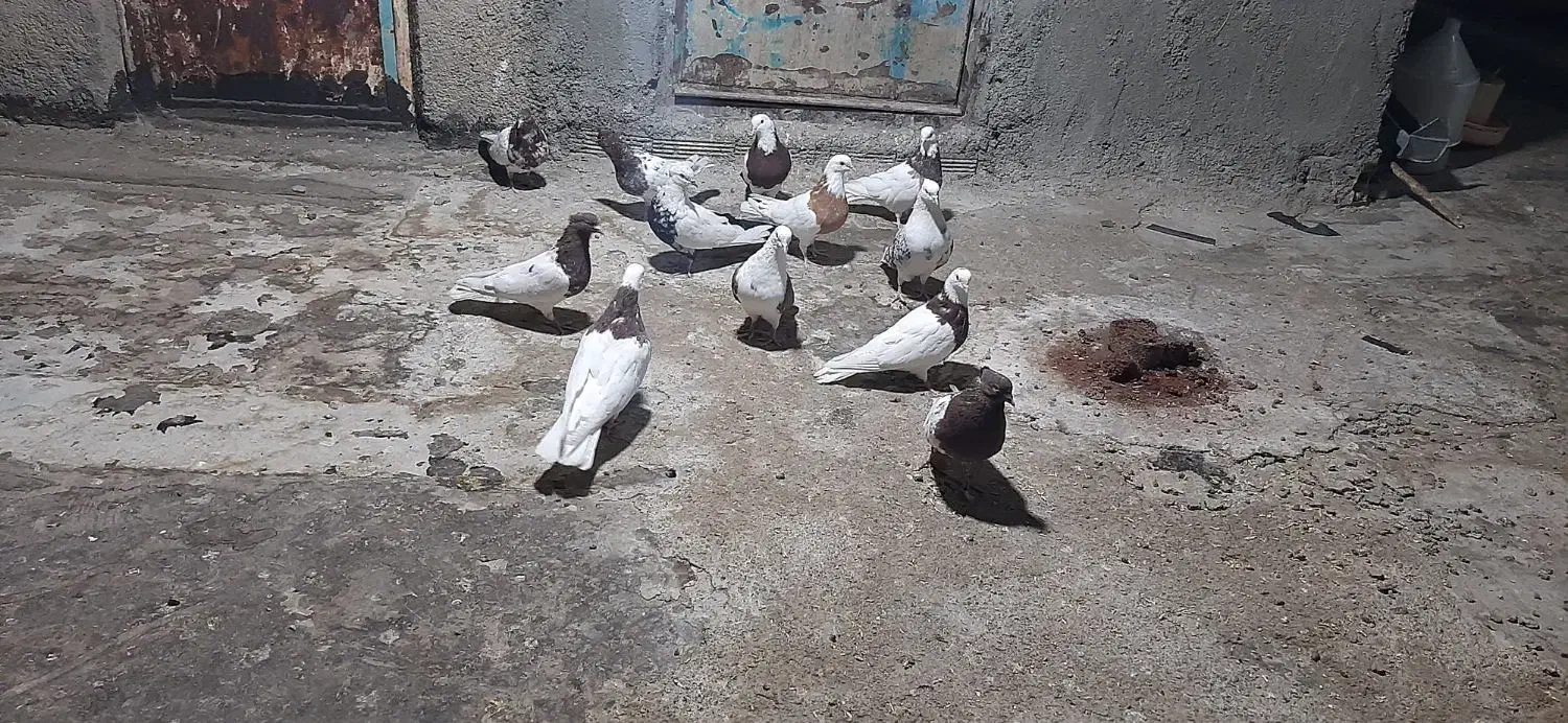 کبوتر|پرنده|بروجرد, |دیوار