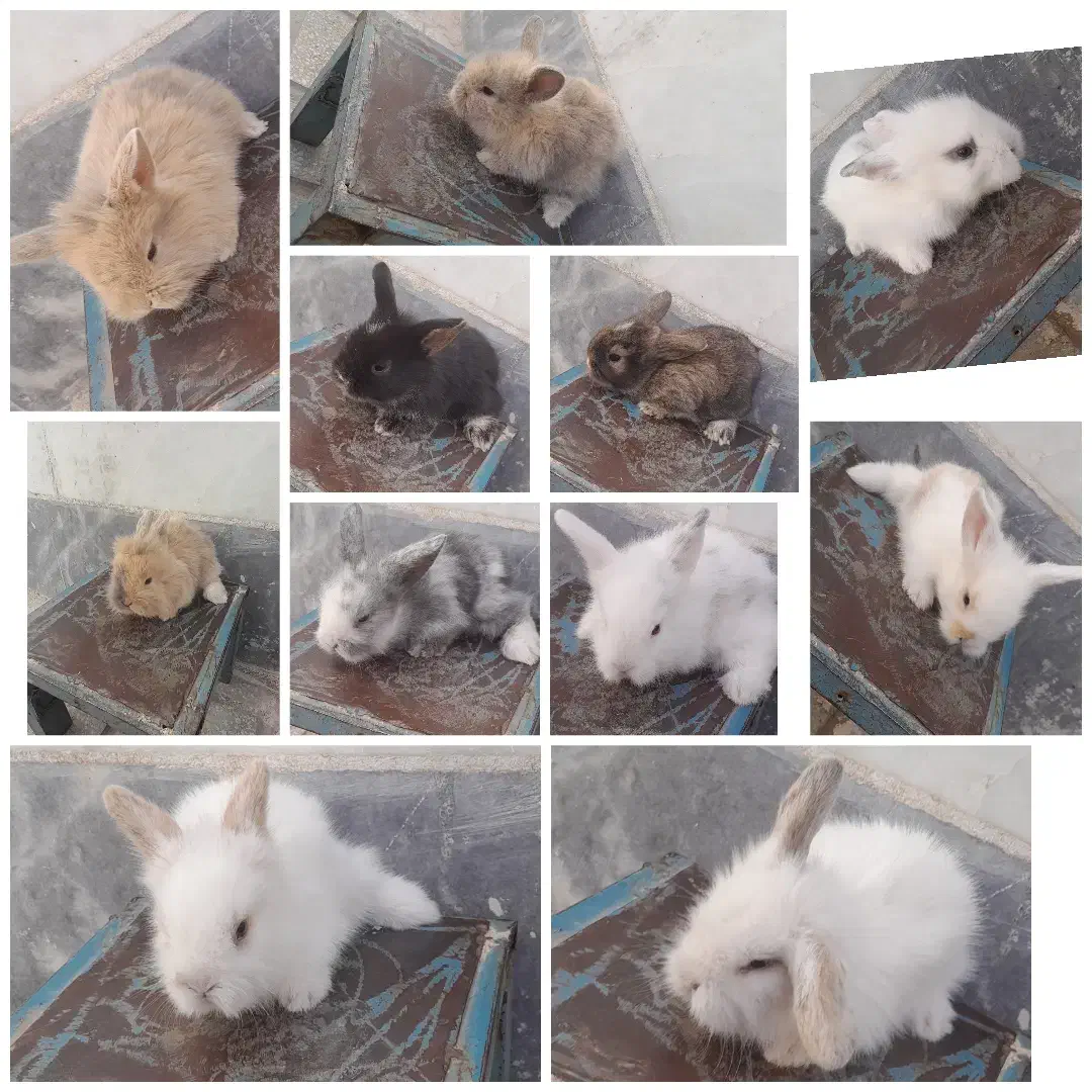 بچه خرگوش لوپ|موش و خرگوش|سبزوار, علمدار|دیوار