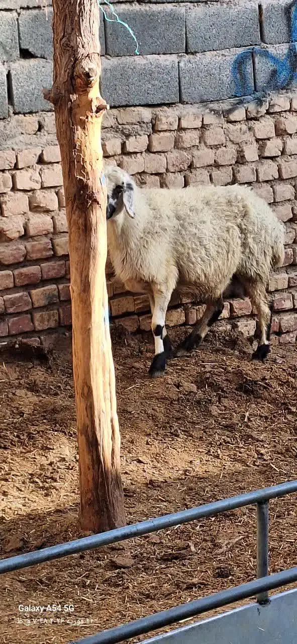 بز و میش|حیوانات مزرعه|بیرجند, |دیوار