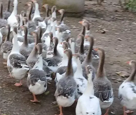 غاز|حیوانات مزرعه|رشت, فلسطین|دیوار