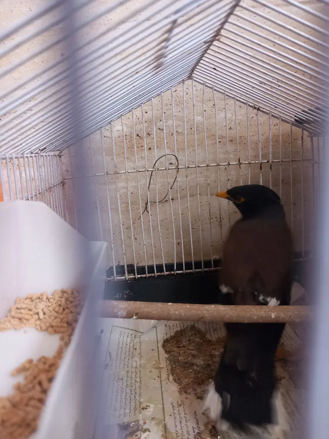 مرغ مینا|پرنده|رشت, استقامت ۲|دیوار