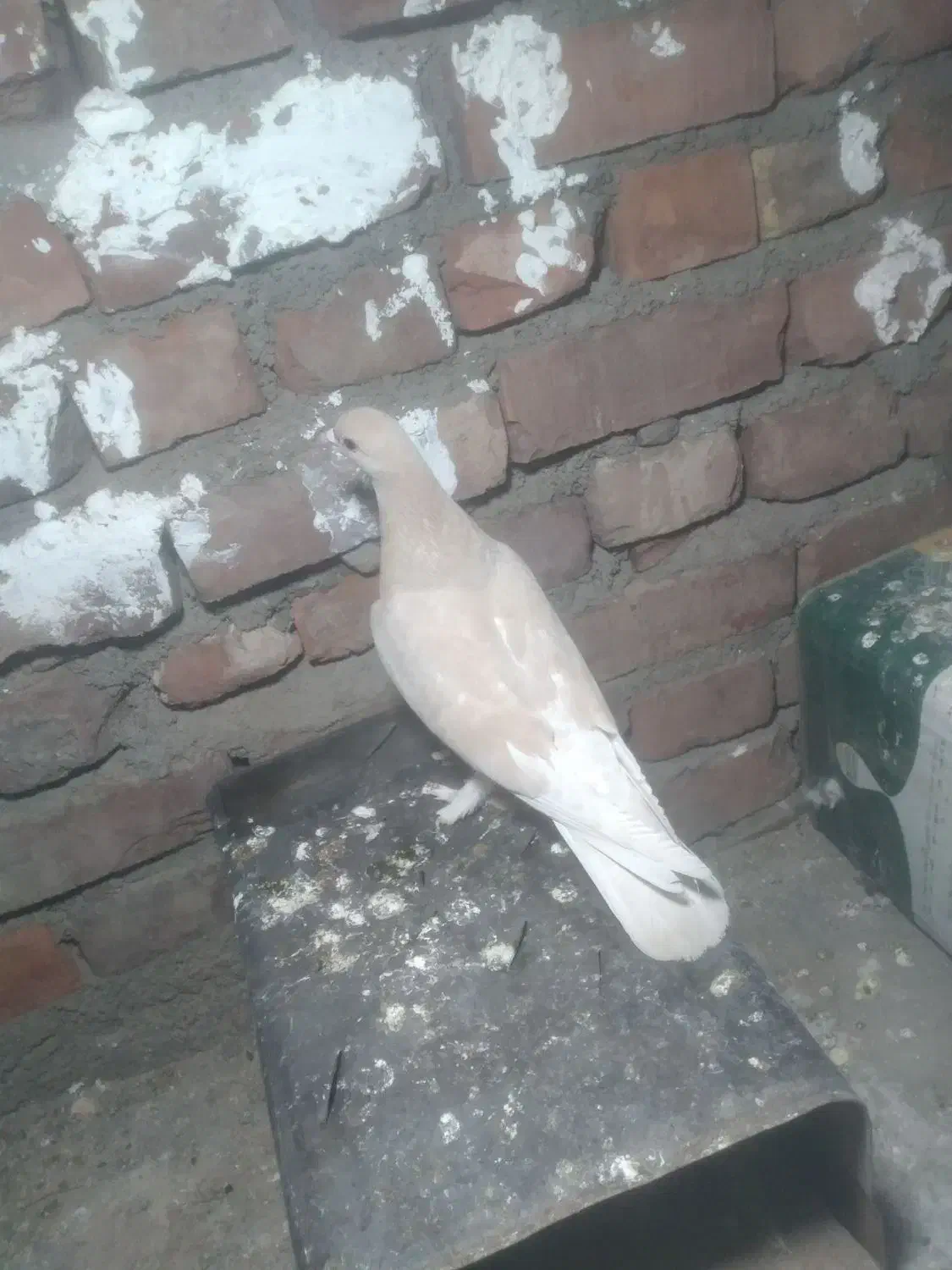 کفتر|پرنده|زرند, |دیوار