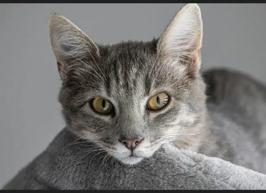 زیر سه ماه|گربه|نیشابور, میدان حافظ|دیوار