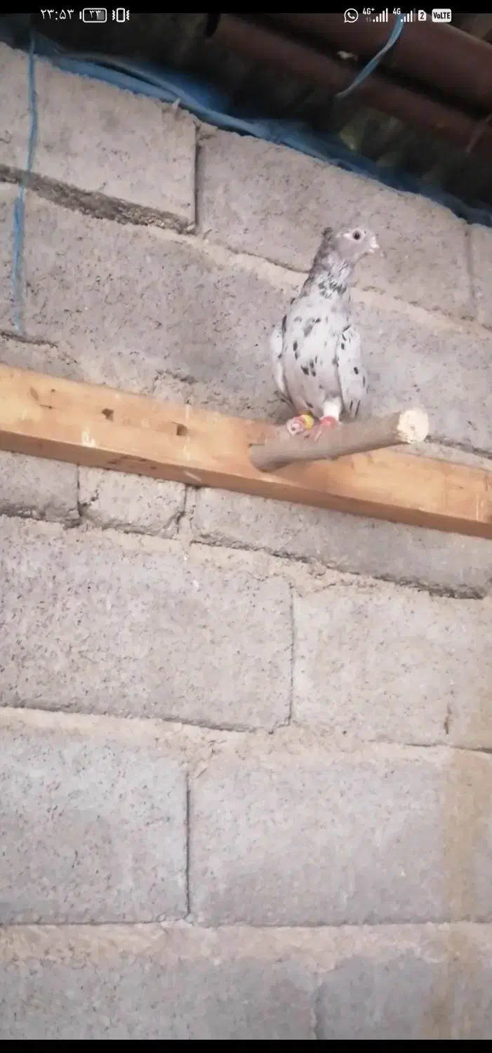 ماده کوهیسیاه دم سفید|پرنده|رامهرمز, |دیوار