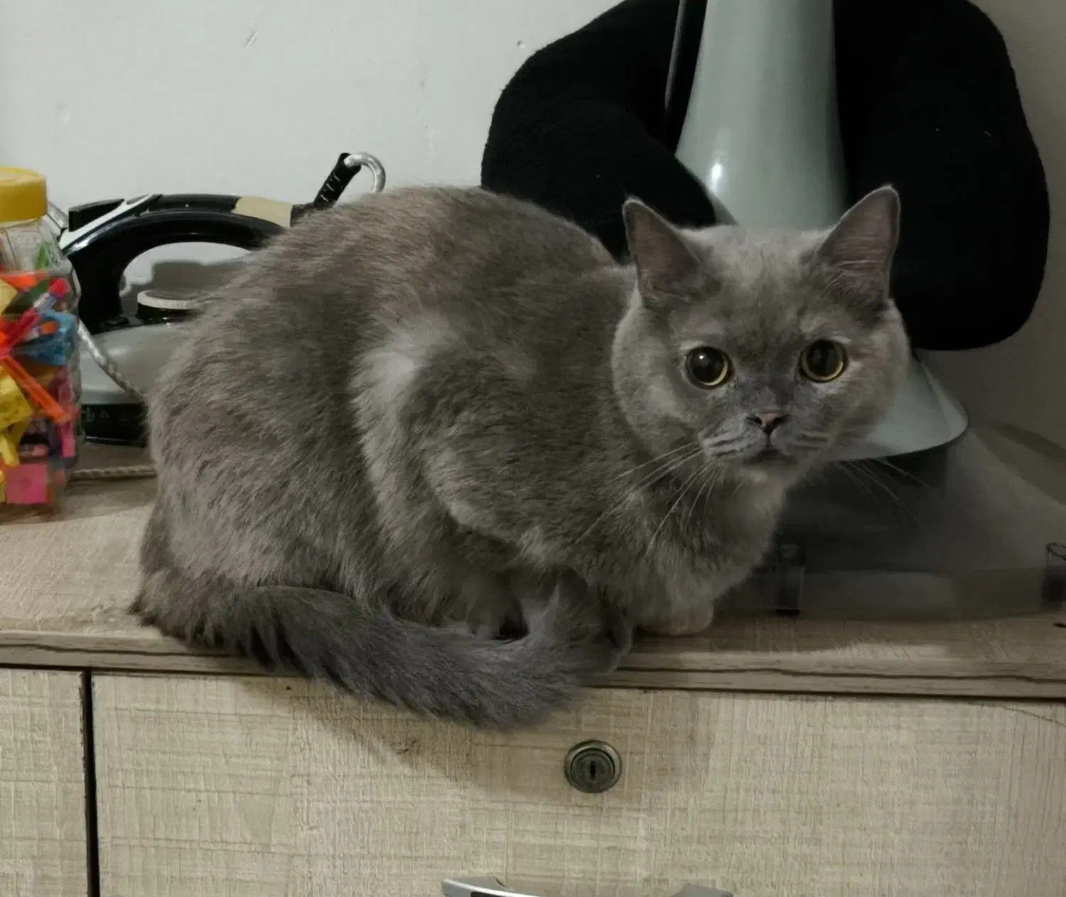 واگذاری گربه نژاد دار|گربه|مشهد, شاهد (شهرک غرب)|دیوار