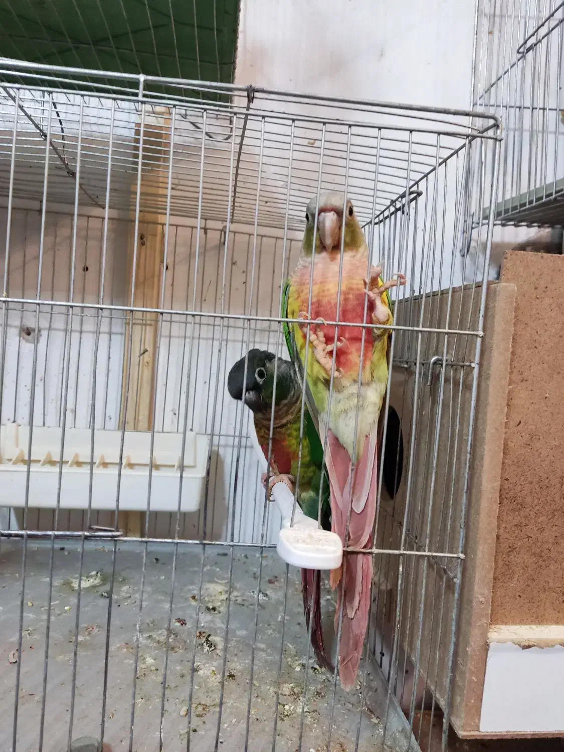 گرینجیک . عروس هلندی مرغ عشق . فنچ|پرنده|خوی, |دیوار