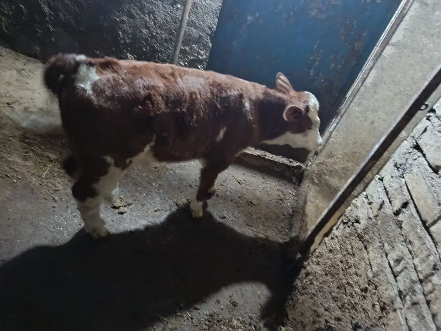 دو عدد گوساله نر با یک گاو سمنتال|حیوانات مزرعه|قیدار, |دیوار