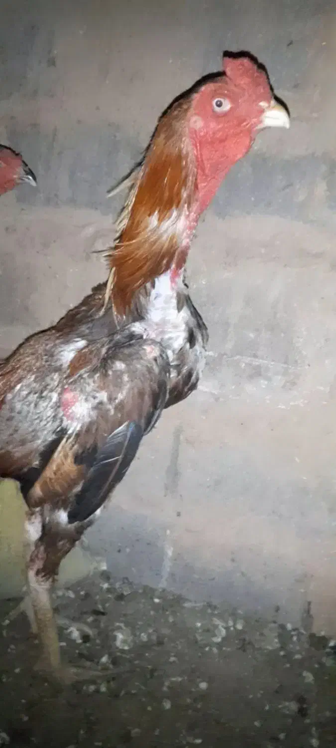 خروس لاری.  بشرط نسل.|حیوانات مزرعه|تربت جام, کشتارگاه|دیوار