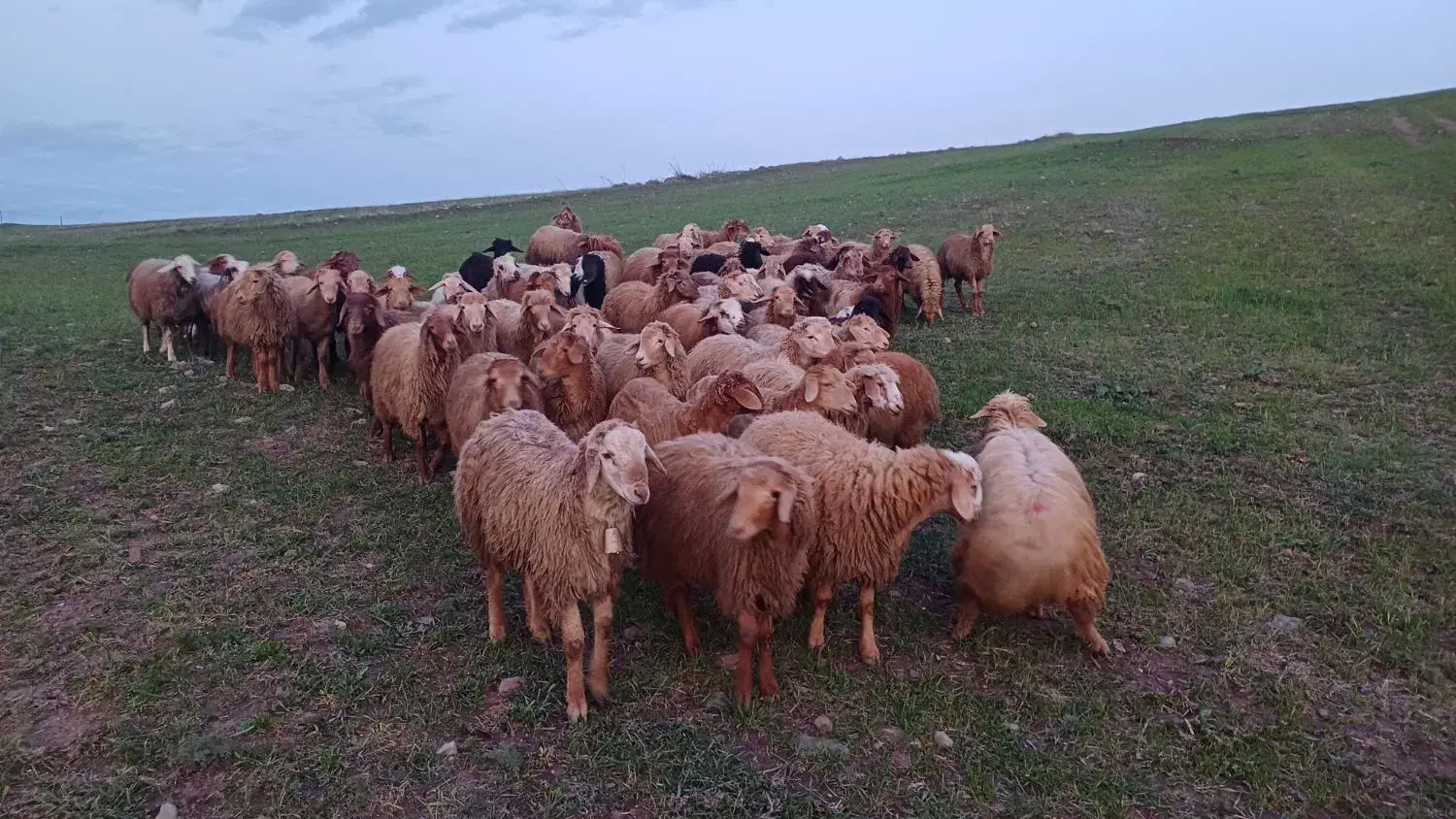 بره نر گوشتی واسه قربانی|حیوانات مزرعه|اردبیل, |دیوار