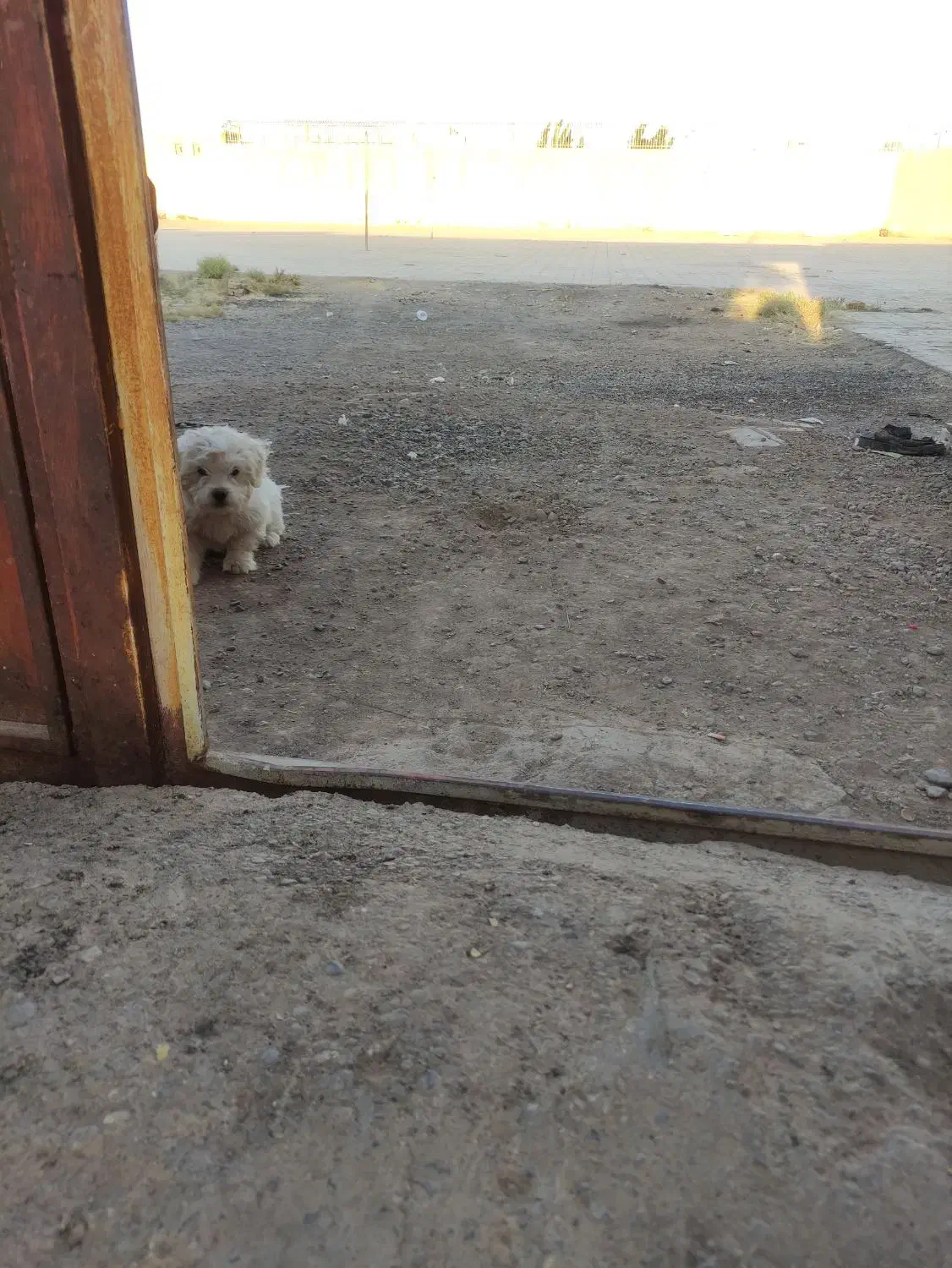 سگ شیتزو|سگ|رفسنجان, |دیوار