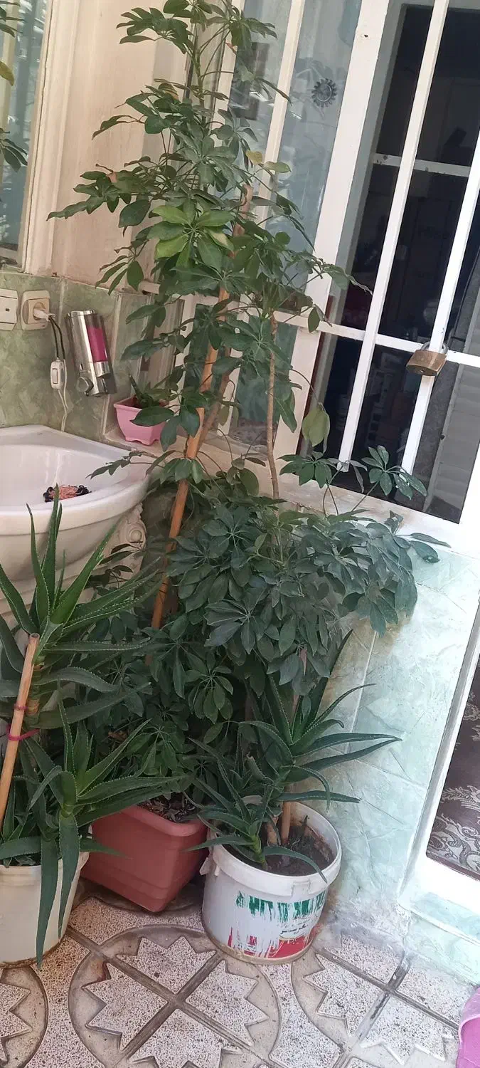 گل طبیعی شفلرا|گل و گیاه طبیعی|ورامین, خیر آباد|دیوار