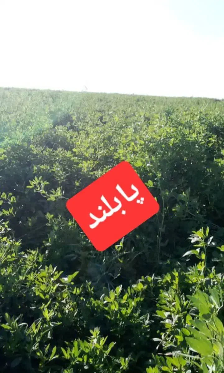 بذر آمریکایی|خدمات باغبانی و درختکاری|بهبهان, |دیوار