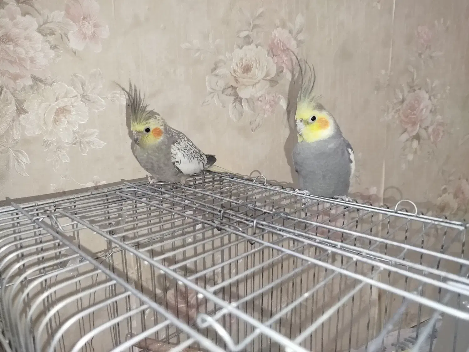 عروس هلندی|پرنده|قیدار, |دیوار