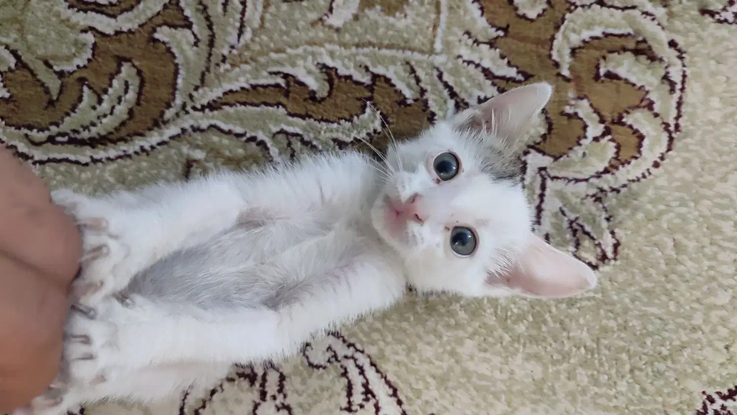 گمشده|حیوانات|بابلسر, |دیوار