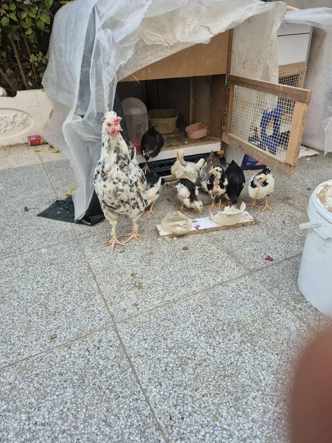 نیمچه گلین پنگونی بهترین نژاد|حیوانات مزرعه|اصفهان, برازنده|دیوار