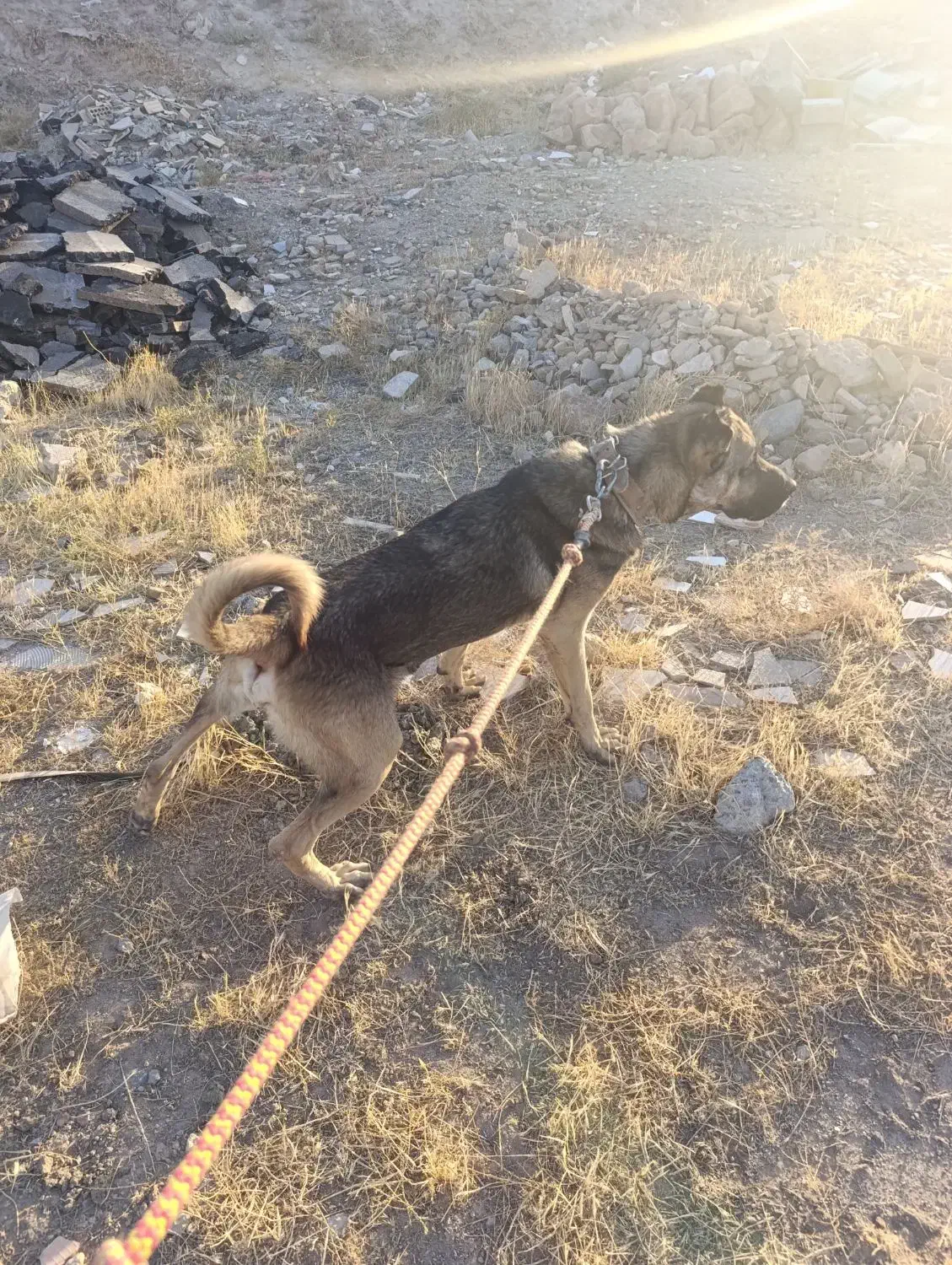 سگ گله ای از نسل کتف شکسته عراق|سگ|تهران, شیخ هادی|دیوار